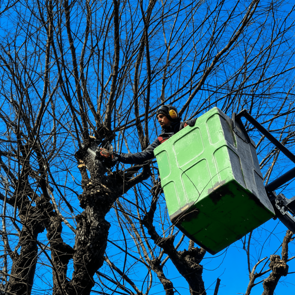taglio alberi castelfranco emilia
